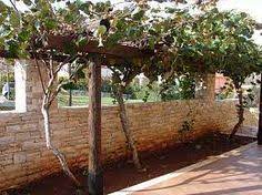 Kiwis are dioecious, meaning you need to grow male and female plants in order for the. 12 Kiwi Trellis Ideas Trellis Kiwi Diy Trellis