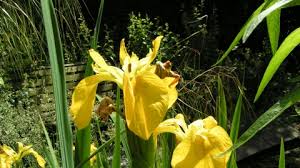 Some authors state that the name refers to the wide variety of flower colors found among the many species. Yellow Iris The Wildlife Trusts