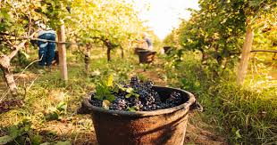 Vini pugliesi: caratteristiche e denominazioni più importanti – Tannico