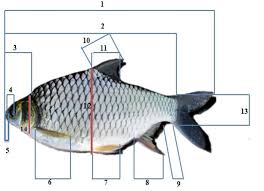 Berikut ini adalah file tentang jurnal pengertian sistem rangka ikan yang bisa bapak/ibu unduh secara gratis dengan menekan tombol download pada tautan link di bawah ini. 2