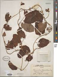 Image result for Cyphia brachyandra