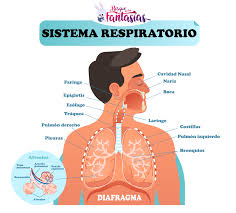 Las tráqueas recorren internamente el cuerpo del animal llevando el oxígeno a todos los tejidos. El Sistema Respiratorio Partes Organos Y Funcion Para Ninos