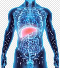 It is certainly the most widely studied structure the world over. Liver Graphy Anatomy Human Body Liver Heart Human Png Pngegg