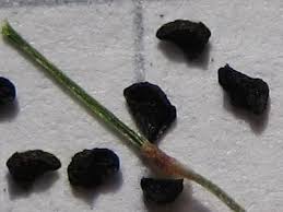 Image result for Litanthus pusillus