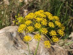 Image result for Lefebvrea grantii