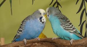 Two Budgies Adoring Each Other Budgies English Budgie Adorable