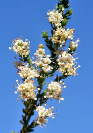 Image result for Cressa cretica