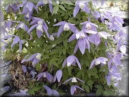 Maybe you would like to learn more about one of these? Clematis On The Web Clematis Detail