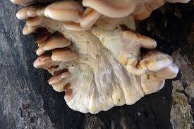 Image result for Ischnoderma resinosum