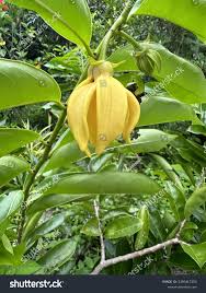 Image result for Artabotrys