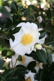 Camellia Sasanqua Setsugekka With Images Backyard Garden Design Country Garden Flowers Backyard Garden