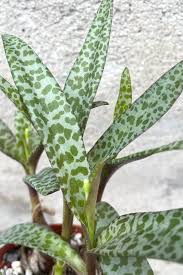 Image result for Ledebouria Unidentified sp. no6.