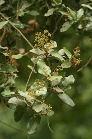 Image result for Beilschmiedia michelsonii