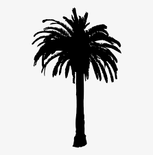 If you like, you can download pictures in icon format or directly in png image format. Free Png Palm Tree Png Images Transparent Palm Tree Silhouette Transparent Background 480x752 Png Download Pngkit
