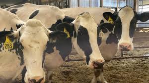 Impact of low milk prices