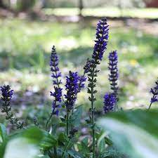 How To Care For Black Blue Salvia Hunker Blue Plants Salvia Plants Flower Garden Plans