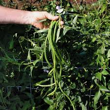 Image result for Vigna oblongifolia