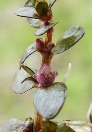 Image result for Elatine