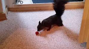 Beim kämpfen oder beim spielen kann es passieren, dass ein eichhörnchen sich ernsthaft verletzt. Eichhornchen In Der Wohnung Fast Mit Hand Gefuttert Youtube