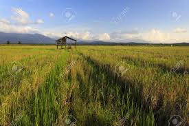 The market, or 'tamu,' brings together. The Serenity Of A Paddy Field In Kota Belud Borneo Sabah Malaysia Stock Photo Picture And Royalty Free Image Image 17529163