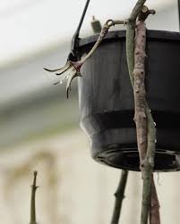 Image result for Ceropegia schultzei