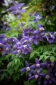 Image result for Geranium bohemicum Orhcid Blue