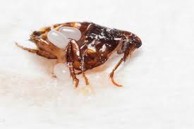 Fleas leave tiny, red, raised dots on your dog's skin. Flea Eggs Spring Into Action Before Flea Eggs Do Tillema Veterinary Clinic
