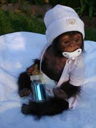 Yeni Dogan Yavru Maymun Cute Baby Monkey Cute Baby Animals Baby Animals Pictures