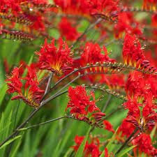 Maybe you would like to learn more about one of these? Pro Picks For Summer Blooming Bulbs This Old House