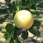 Image result for Strychnos madagascariensis