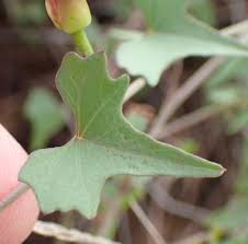 Image result for Ipomoea papilio