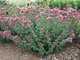 Image result for Origanum
