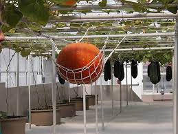 Gardening In The Air A Look At Aeroponics Gardening Channel