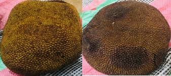 Image result for Ochthocharis dicellandroides