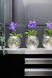 They Are Available All Year Round In Smaal Flowered And Large Flowered Varieties Vanda Plant Of The Month February Vanda Orchids Orchids Beautiful Orchids