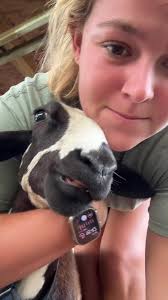 Alan my bestie #lamb #sheep #sheepoftiktok #lambsoftiktok #alan #farmlife  #forupage #foryoupage