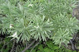 Image result for Eulophia hereroensis