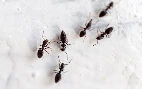 How i stopped an ant home invasion in thailand the wayfaring soul ants in the kitchen 7 ways to kill them bob vila how to help get rid of ants in the kitchen terminix getting rid of ants in the kitchen thriftyfun. Little Black Ant Identification Guide Little Black Ants In Elizabeth City Nc