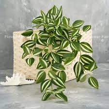 Image result for Tradescantia