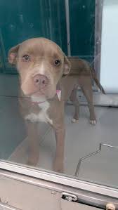 Lost and Found Pets of Oklahoma City