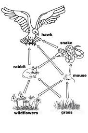 Other Graphical Works Children S Graphics To Color And Learn Food Web Activities Food Web Food Chain