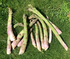Image result for Asparagus petersianus