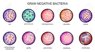 The american type culture collection, located in rockville, maryland in the year 1980 has a collection of bacterial strain in what numbers? Vector Illustration Of Gram Negative Bacteria Microbiology In Royalty Free Cliparts Vectors And Stock Illustration Image 95710544