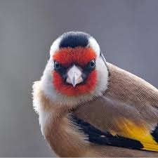 Animalsandbirds Animalsandbirdspet Animalsandbirdsart Animalsandbirdsbackyard Animalsandbirdscostume Animalsandbirdsbeatifu Hayvanlar Ale Hayvanlar Alemi