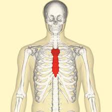 Choose from 500 different sets of flashcards about anatomy sternum ribs on quizlet. The Sternum Body Manubrium Xiphoid Teachmeanatomy