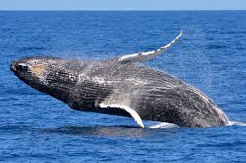 Image result for Warneckea walikalensis