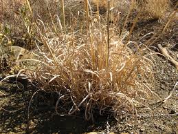 Image result for Anthephora pubescens