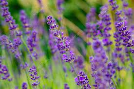 Lavender Flowers Lavender Blooms Aromatic Herbs Medicinal Plants Garden Floral