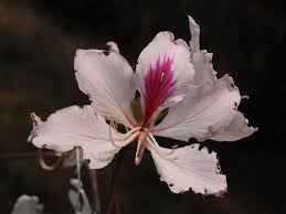 Image result for Bauhinia variegata