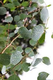 Stock 24 In 2021 Eucalyptus Tree Eucalyptus Flower Cottage